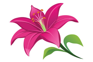 lily in shocking pink color vector in white background