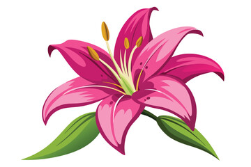 lily in shocking pink color vector in white background