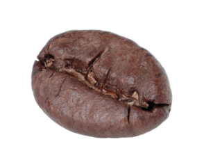 Roasted Coffee Bean in full focus, isolated on transparent background
