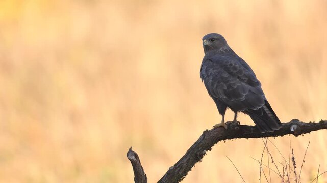Birds of prey - perching Common buzzard Buteo buteo in the fields in autumn, buzzard in natural habitat hawk bird on the meadow, predatory bird Poland Europe amazing warm light and background sundown
