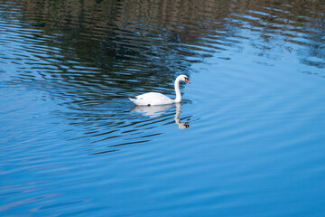 A solitary white swan glides peacefully across a rippling blue lake, mirrored perfectly in the calm water.