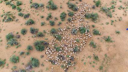 Top-down aerial shot of a group of white sheep in the Thar Desert near Khuri, Jaisalmer, Rajasthan, grazing on moist sand dunes with sparse green desert vegetation on a monsoon morning.