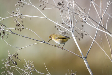 The common chiffchaff with olive-brown plumage perches delicately among dry, tangled twigs against a softly blurred background.