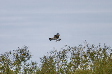 The common chiffchaff with olive-brown plumage perches delicately among dry, tangled twigs against a softly blurred background.