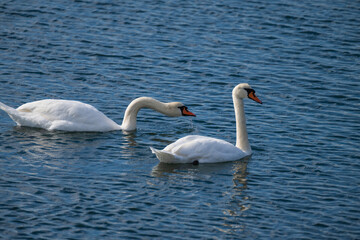 Two elegant white swans glide side by side across calm rippling water under a soft, overcast sky.