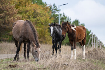 Obraz premium Three horses—gray, black, and brown with white patches—stand calmly by a roadside, framed by dry grass and autumn trees under a cloudy sky.