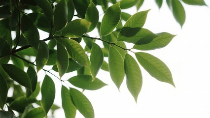 Green leaves on tree branch