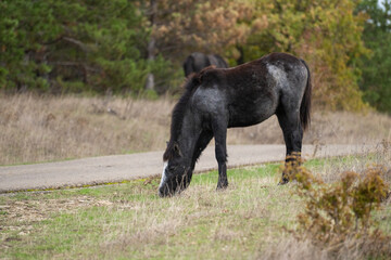 A black horse with white markings grazes quietly near a path, surrounded by dry grass and autumn trees.