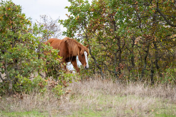 A brown horse with a white stripe walks through dry grass, partially hidden by autumn foliage and forest shrubs.