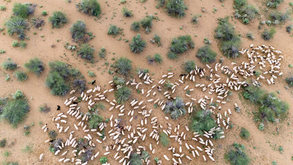 Top-down aerial shot of a group of white sheep in the Thar Desert near Khuri, Jaisalmer, Rajasthan, grazing on moist sand dunes with sparse green desert vegetation on a monsoon morning.