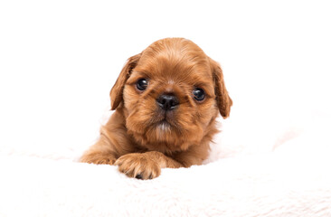 A cute red puppy lies comfortably on a soft white fluffy blanket