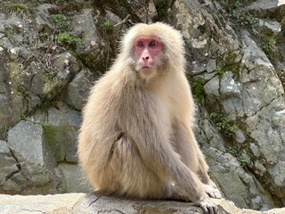 Traditionelle Weihnachtsdekoration im festlichen Ambiente