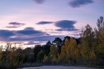 Forest and blue sky with purple magenta clouds at sunset