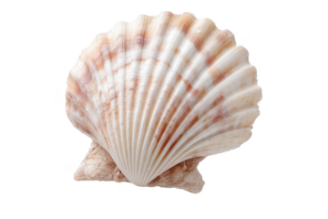 Beautiful seashell in a natural pose. isolated on a transparent background.