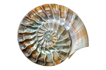 A nautilus shell with spiral pattern on transparent background