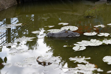 krokodil wasser see gefahr