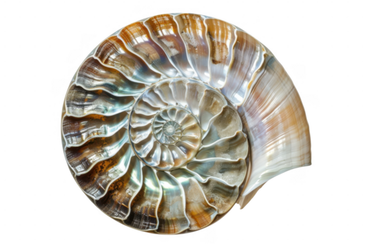 A nautilus shell with spiral pattern on transparent background