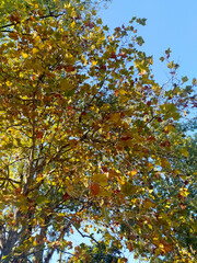 Golden leaves reach toward a bright blue sky, capturing the beauty of autumn. Symbolizes change, natures cycle, and serenity. Ideal for seasonal promotions and tranquil designs.