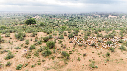 Aerial shot of a group of white sheep grazing in the Thar Desert near Khuri, Jaisalmer, Rajasthan, on a monsoon morning, surrounded by moist golden sand and sparse green desert vegetation.