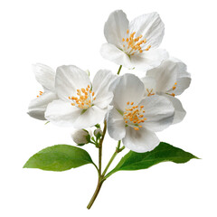 Delicate white flowers on green stem. isolated on a transparent background.