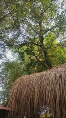 A thatched roof made of dried leaves stands beneath lush green trees, with soft yellow lights hanging nearby, creating a warm and natural rustic atmosphere.