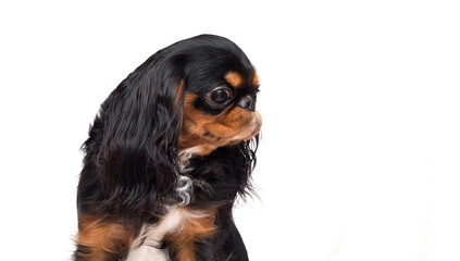 dog with big eyes looks surprised; King Charles Spaniel breed
