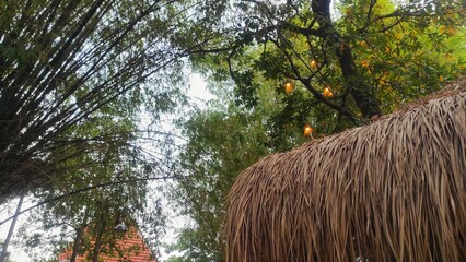 A thatched roof made of dried leaves stands beneath lush green trees, with soft yellow lights hanging nearby, creating a warm and natural rustic atmosphere.