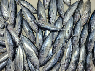 Fototapeta premium Freshly caught tuna fish neatly arranged on a market floor, showcasing their shiny silver scales and natural texture, ready for sale in a traditional seafood market.