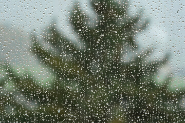 Rain drops flowing down a large home window with tall, blurry pine tree in the background. Close up...