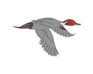 flying duck logos