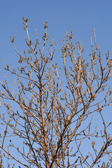 Common ash branches with flowers against blue sky - Latin name - Fraxinus excelsior