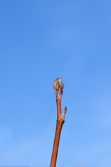 Tulip tree branch with buds - Latin name - Liriodendron tulipifera Snow Bird