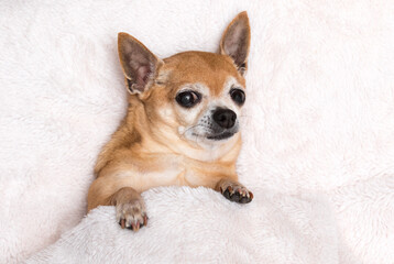 an elderly red-haired dog lies comfortably on a soft, white, fluffy blanket.