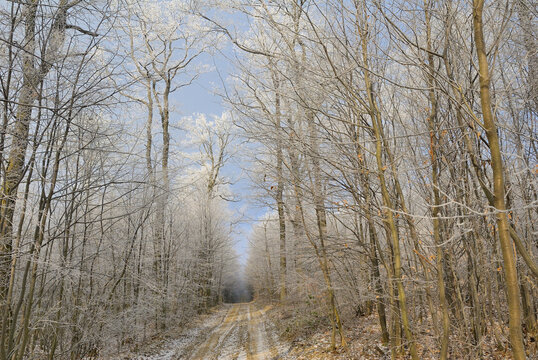 Hoarfrost clinging to dormant trees along a forest road in Austrian Leithagebirge. 