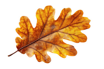 Vibrant autumn oak leaf on a white background. isolated on a transparent background.