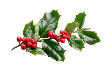 Vibrant holly branch with red berries and leaves. isolated on a transparent background.