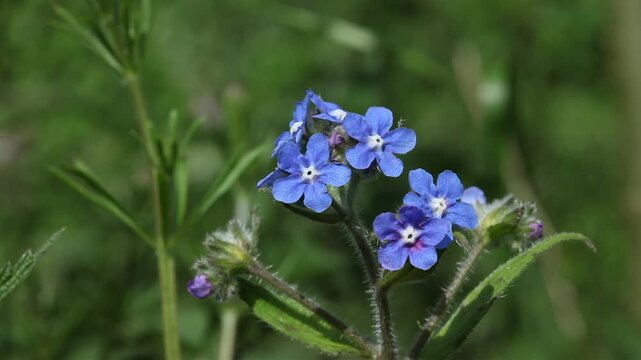 Brightly coloured Green Alkanet flowers, Pentaglottis sempervirens, in Summertime. UK. This is a non-native species originally from southwestern Europe and Iberia