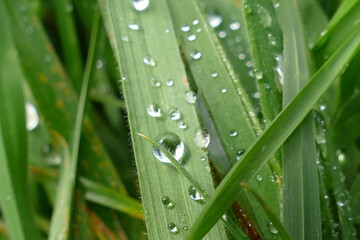 Grüne Grashalme mit Regentropfen als Hintergrund