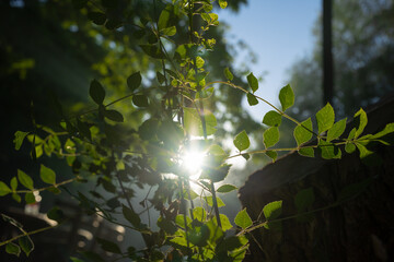 Fototapete bei efototapeten.de bestellen   