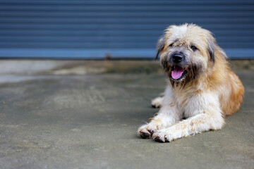Muttdog, Happiness, relax and dog , pet and cheerful with fur, summer and carefree. A fluffy white-gray dog covers its face.