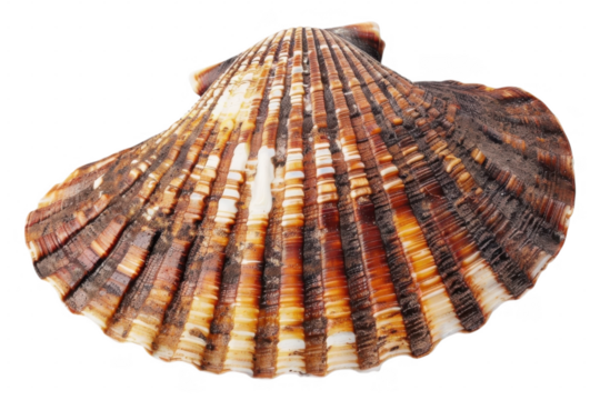 Isolated brown and tan scallop shell view on transparent background