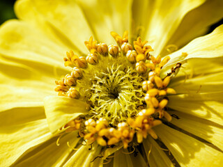Macro of yellow blooming zinnia flower and yellow pollen, Close-up of Heliantheae flower, Zinnia violacea Cav flower
