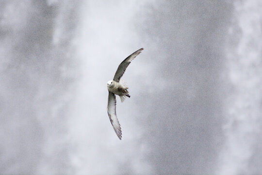 View of a fulmar soars with wings outstretched against a backdrop of misty waterfalls creating a dynamic contrast, Skeioflotur, Rang&aacute;rping eystra, Iceland.