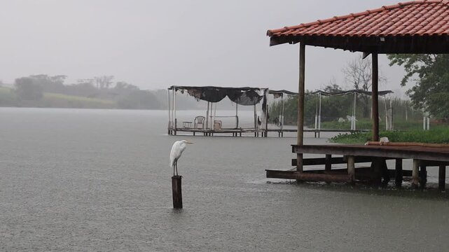 A white heron resting on a tree trunk above the river, unbothered by the rain.