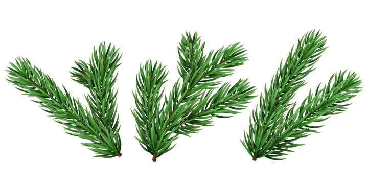 Vector realistic pine tree branch for Christmas and New Year design isolated on a transparent background. Holiday fir tree branch for winter banner, poster, greeting card.