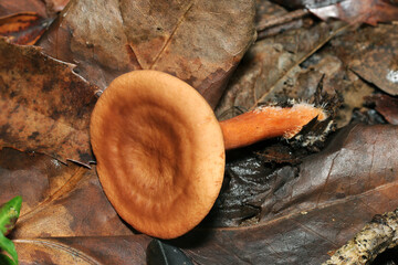 秋の雑木林土壌に茶褐色のチチタケキノコ（アウトドアフィールド菌＆キノコ類マクロ撮影）