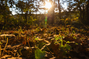 Fall or autumn view in forest. Brown fallen leaves on the ground