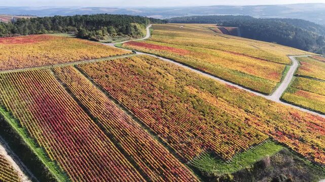 vue a&eacute;rienne des vignobles des Riceys en Champagne. les parcelles color&eacute;es durant l'automne avec de belles couleurs et un ciel bleu. Le feuillage rouge et jaune des vignes sur les c&ocirc;teaux de ce site