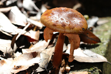 秋晴れに艶やかな茶色いガンダケ茸（アウトドアフィールド菌＆キノコ類マクロ撮影）