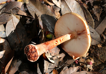 秋晴れに艶やかな茶色いガンダケ茸（ヒダと柄・アウトドアフィールド菌＆キノコ類マクロ撮影）